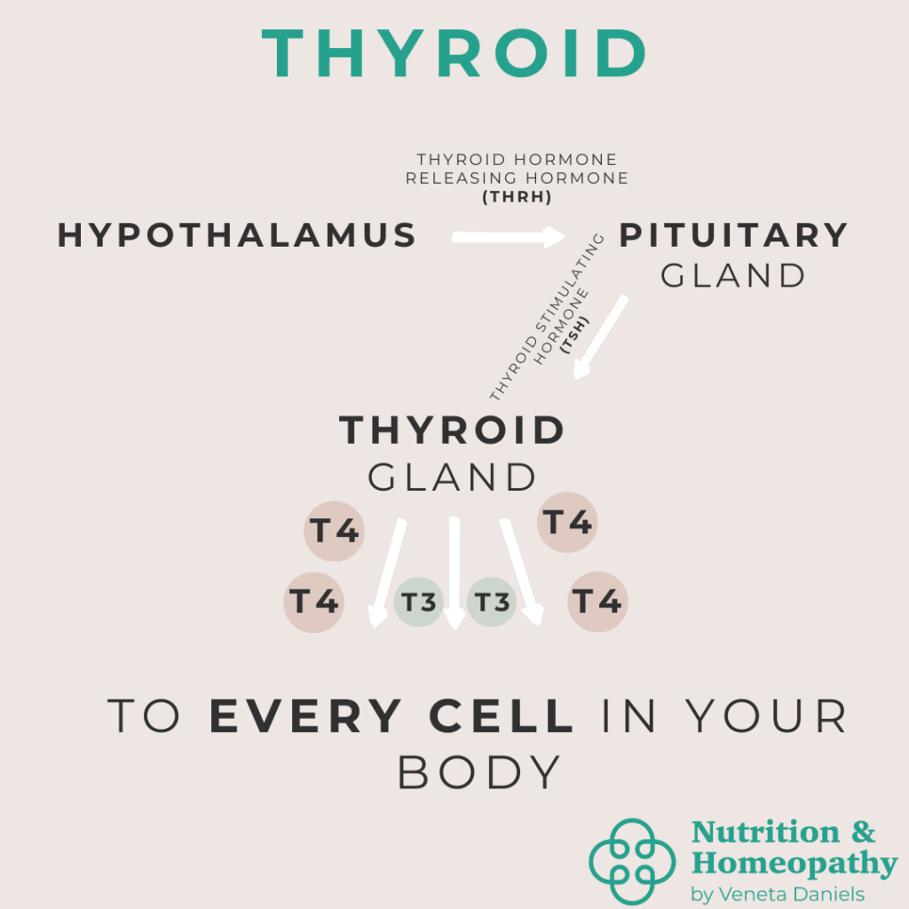 Thyroid Symptoms: Is Your Thyroid Trying to Tell You Something?